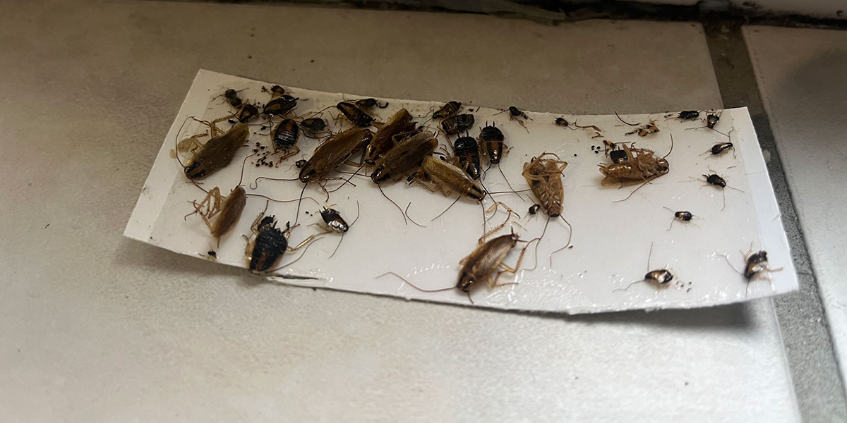 cafard Grenoble Désinsectisation de cafards et de blattes à Grenoble