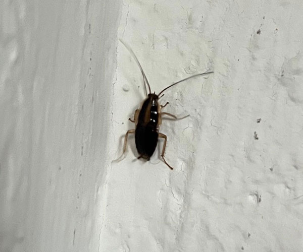 Cafard Crolles Cafard Crolles