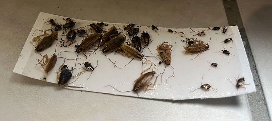 Cafards Saint Egrève