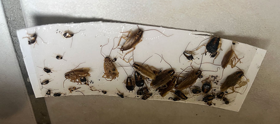 Traitement cafards à Eybens