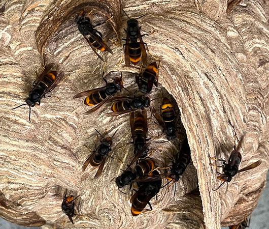 Destruction nid de frelons asiatiques Sassenage Destruction nid de frelons asiatiques Sassenage