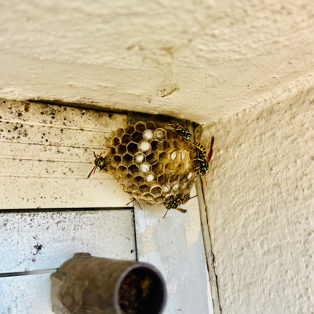 Destruction nid de guêpes BS3D à Versoud