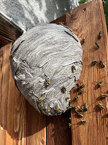 Nid de guêpes au Versoud