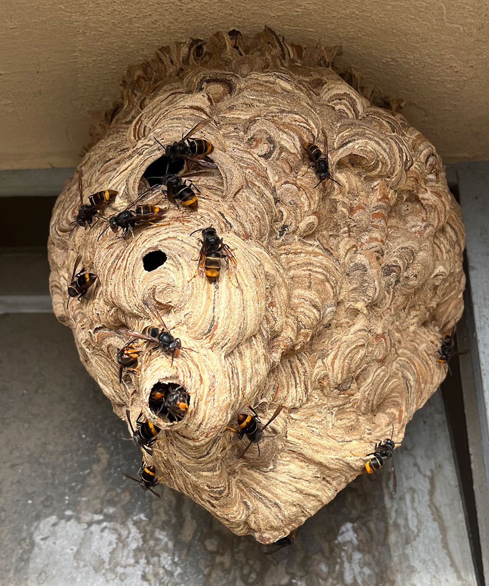 destruction Nid de frelons Versoud Nid de frelons Versoud