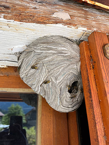 Destruction nid de guêpes à Domène