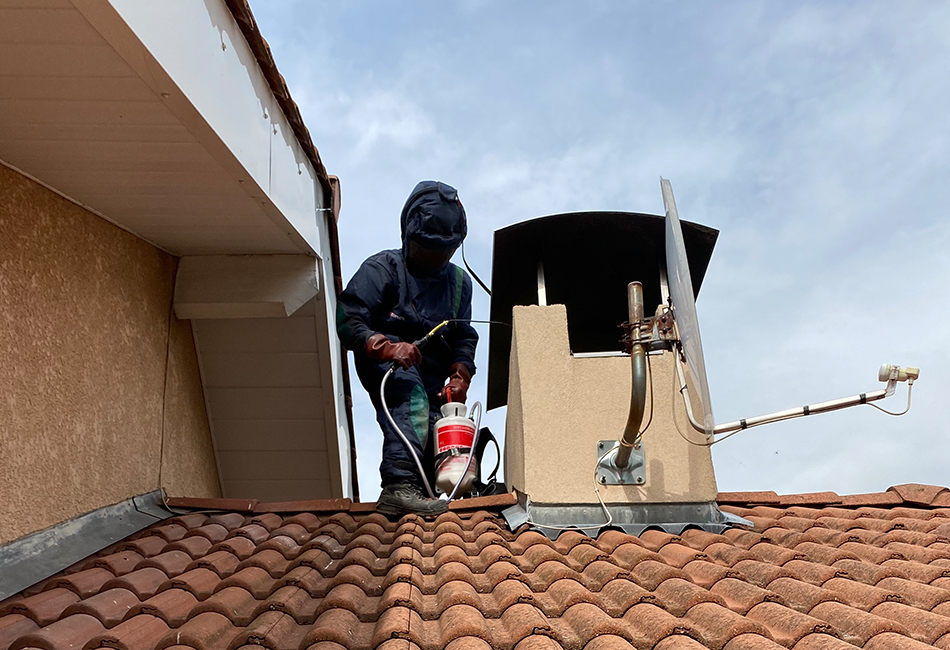 Destruction de nid de guêpes à Vif Destruction de nid de guêpes à Vif