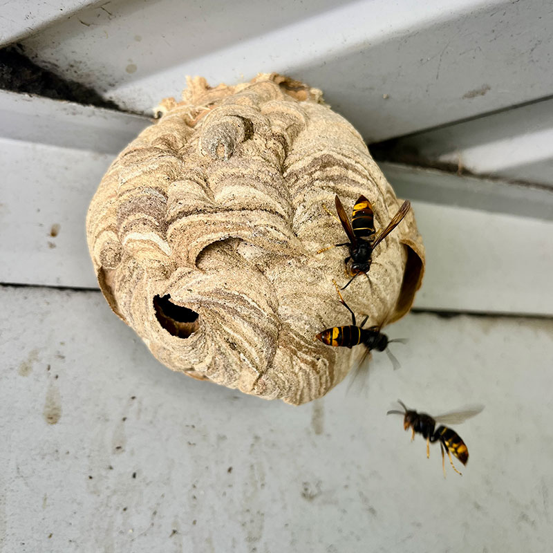 Nid de frelons asiatiques à Vif Nid de frelons Vif
