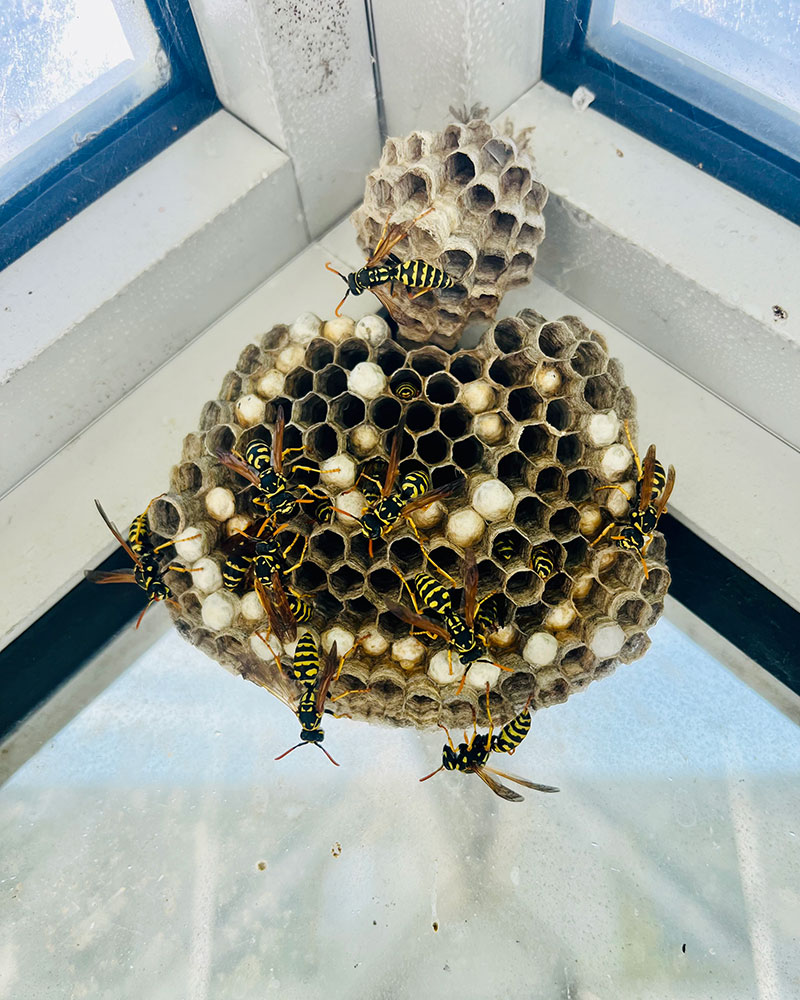 Nid de guêpes Sassenage intervention nid de guêpes BS3D à Sassenage