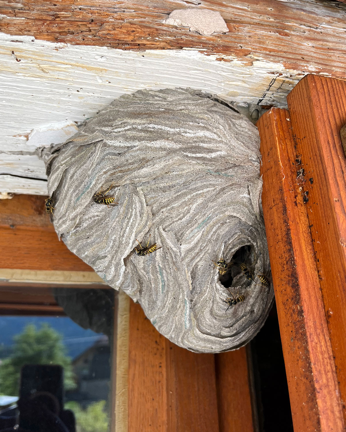 Nid de guêpes à Vif Nid de guêpes à Vif