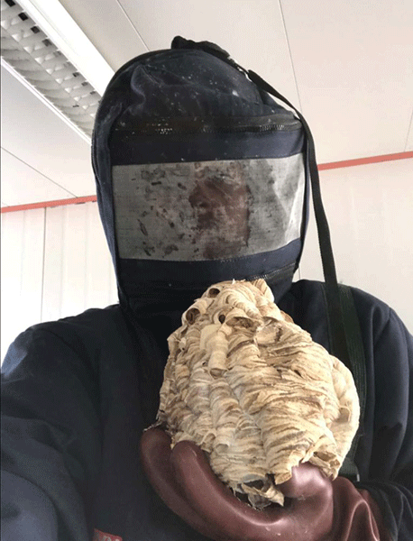 Destruction de nids de guêpes à Vif BS3D le spécialiste pour la destruction de nid de guêpes à Vif